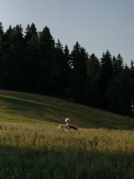 Martin Ilgner