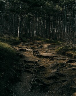 Martin Ilgner